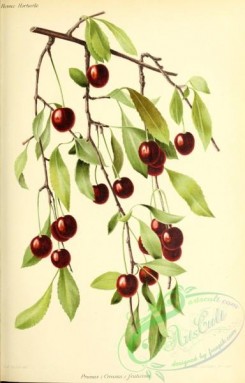cherry-00378 - Cherry, prunus (cerasus) fruticosa