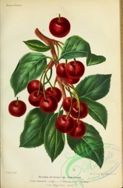 cherry-00385 - Cherry
