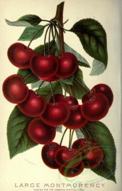 cherry-00434 - Large Montmorency Cherry
