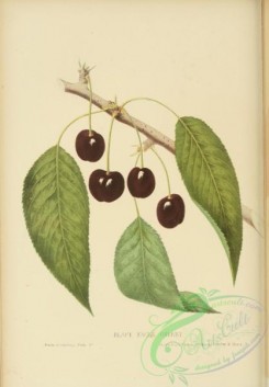 cherry-00437 - Black Eagle Cherry