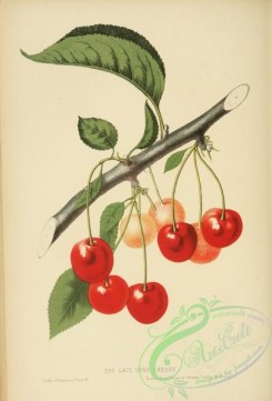 cherry-00441 - Late Duke Cherry