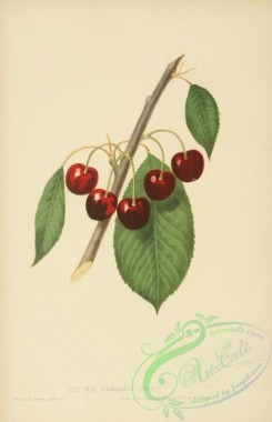 cherry-00442 - May Bigarreau Cherry