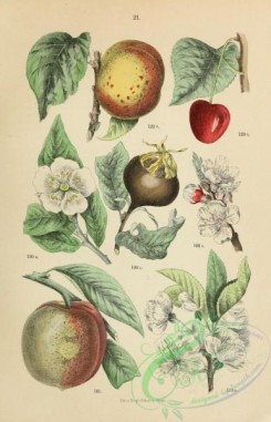 cherry-00456 - mespilus germanica, amygdalus persica, armeniaca vulgaris, cerasus vulgaris, persica vulgaris, prunus armeniaca, prunus cerasus