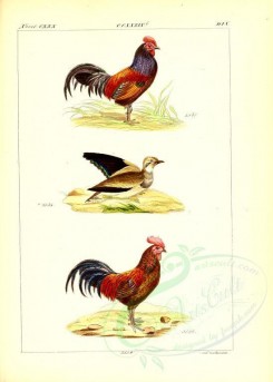 chickens_and_roosters-00005 - unidentified, 001 [2631x3685]