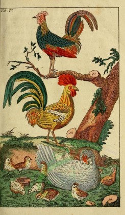 chickens_and_roosters-00032 - Red Junglefowl, phasianus gallus, 001 [1821x3115]
