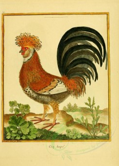 chickens_and_roosters-00037 - Coq hupe (Fr) [2480x3435]