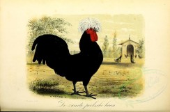 chickens_and_roosters-00038 - Black Polish  Rooster [3662x2415]