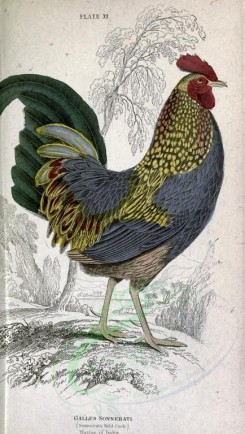 chickens_and_roosters-00059 - Sonnerat's Wild Cock, gallus sonnerati [2090x3696]