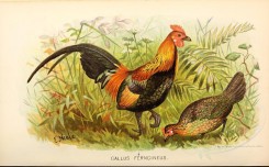 chickens_and_roosters-00064 - gallus ferngineus [4766x2962]