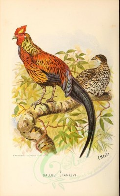 chickens_and_roosters-00065 - gallus stanleyi [2938x4766]