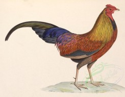chickens_and_roosters-00070 - Ceylon Junglefowl, gallus lafayetii [5390x4183]