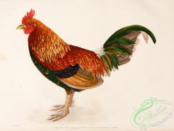 chickens_and_roosters-00081 - 001-Jungle Fowl