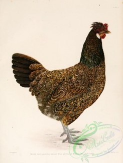 chickens_and_roosters-00086 - 006-Hybrid Slkie x Spanish Minorca