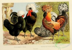 chickens_and_roosters-00113 - 004-Polish White-crested Black, Polish Golden and Silver-spangled