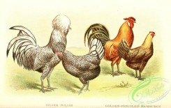 chickens_and_roosters-00159 - 009-Silver Polish, Golden-penciled Hamburgs