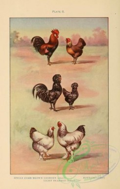 chickens_and_roosters-00284 - Single Comb Brown Leghorn, Light Brahmas, Houdans