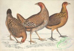 chickens_and_roosters-00345 - Javan Heh, Stanley Hen, gallus furcatus, gallus stanleyi, gallus bankiva