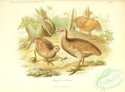 chickens_and_roosters-00352 - Nicobar Scrubfowl, megapodius nicobariensis