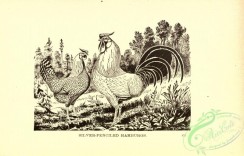 chickens_and_roosters-00436 - black-and-white 022-Silver-penciled Hamburgs, Chicken, Rooster
