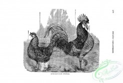 chickens_and_roosters-00619 - black-and-white 259-Andalusian Fowl, Chicken, Rooster