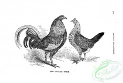 chickens_and_roosters-00621 - black-and-white 261-Old English Game, Chicken, Rooster