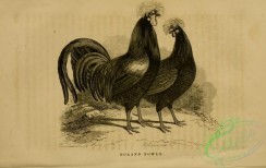 chickens_and_roosters-01082 - black-and-white 185-Poland Fowls, Chicken, Rooster