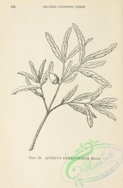 chinese_plants-00038 - black-and-white 038-quercus bambusifolia