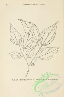 chinese_plants-00042 - black-and-white 042-pteroceltis tartarinowii