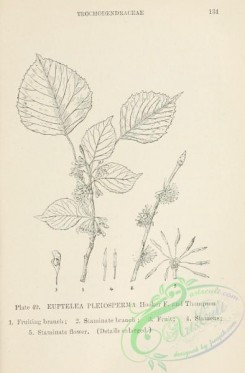 chinese_plants-00048 - black-and-white 048-euptelea pleiosperma