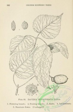 chinese_plants-00089 - black-and-white 089-davidia involucrata