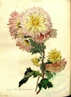 chrysanthemum-00014 - Changeable Pale Buff Chrysanthemum