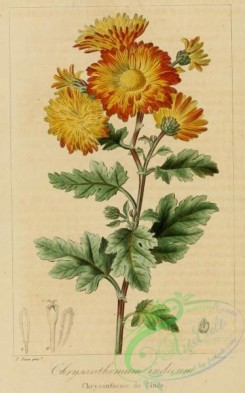 chrysanthemum-00066 - chrysanthemum indicum