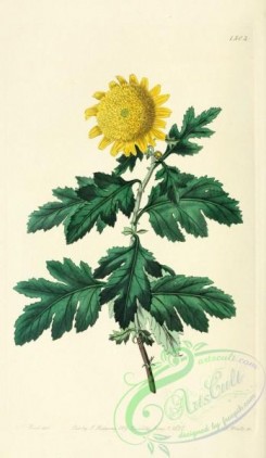 chrysanthemum-00093 - 1502-chrysanthemum indicum plenum, Double yellow Indian Chrysanthemum