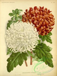 chrysanthemum-00143 - chrysanthemum