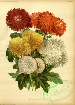 chrysanthemum-00144 - chrysanthemum