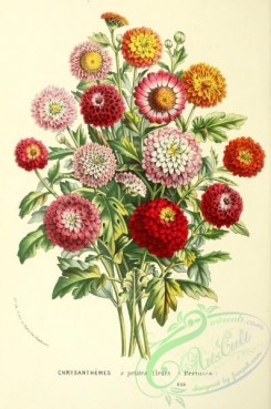 chrysanthemum-00168 - chrysanthemum