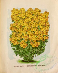 chrysanthemum-00237 - 039-Chrysanthemum