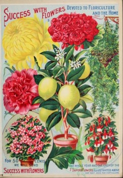 chrysanthemum-00257 - 040-Chrysanthemum, Rose, Lemon, vases