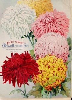 chrysanthemum-00264 - 081-Chrysanthemum