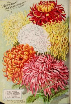 chrysanthemum-00266 - 030-Chrysanthemum