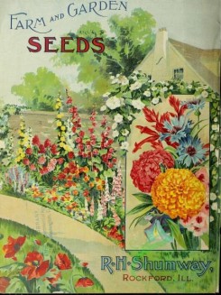 chrysanthemum-00298 - 066-Ramblers, Poppies, House, Road, Chrysanthemum