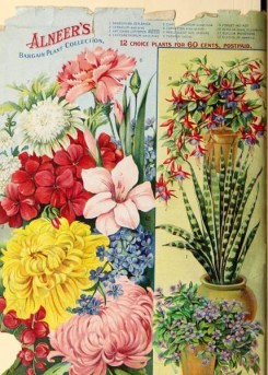 chrysanthemum-00303 - 078-sanseviera zeylanica, geranium, antignon liptopus, chrysanthemum, Carnation, Daisy, Fuchsia, Forget-me-not, achilla, gladiolus