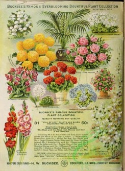 chrysanthemum-00308 - 101-Lily ov valley, Oxalis, Rose, Palm, Begonia, Chrysanthemum, Geranium, Fuchsia, Gladiolus, Mignonette