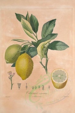 citrus-00008 - Citron, Lemon, Lime [3433x5143]