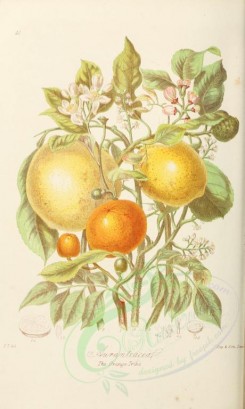 citrus-00012 - 41-Citrus aurantium. Citrus medica. Citrus Limonum. Cookia punctata. [2227x3712]