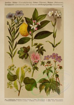 citrus-00019 - stellaria holostea, tilia parvifolia, malva silvestris, geranium pratense, citrus limonium, linum usitatissimum [2214x3149]