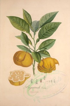 citrus-00025 - Citrus Bigarrade [3433x5143]