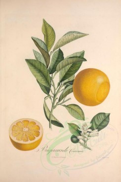 citrus-00026 - Citrus Bigarrade, 2 [3433x5143]