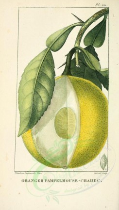 citrus-00034 - citrus decumana [2078x3664]