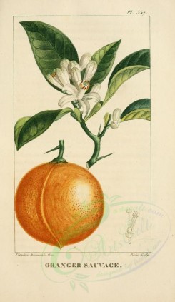 citrus-00053 - Orange, 2 [2109x3638]
